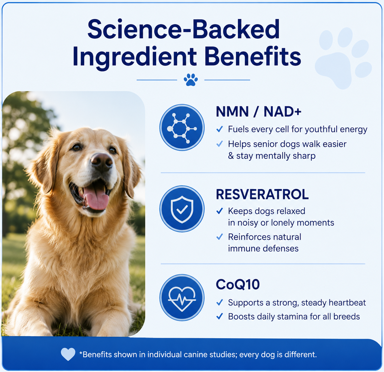 Daily Liquid Multivitamin Supplement for Dogs – Immune, Skin & Overall Health Support